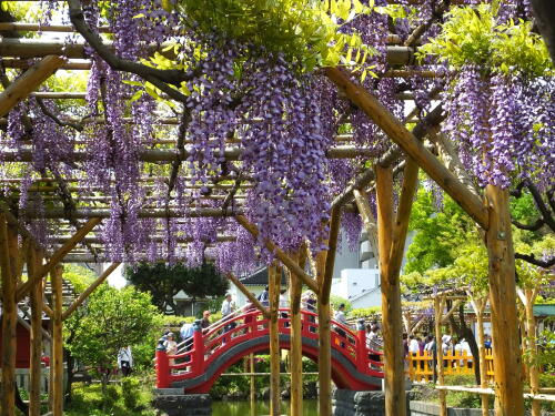 亀戸天神社の藤