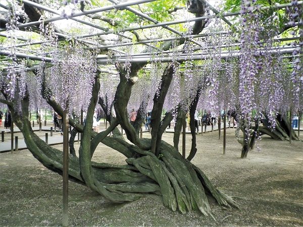 岡崎公園の藤祭り 放浪の達人ブログ 楽天ブログ