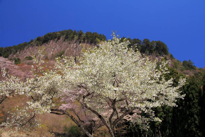 屏風岩公園山桜_003.jpg