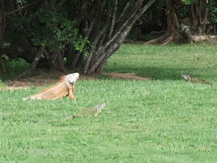 Fairchild Botanic Garden 20151227-4