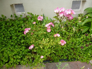 P1190484-ss.jpg