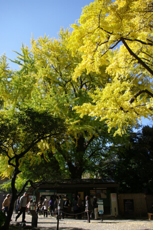 旧岩崎邸庭園