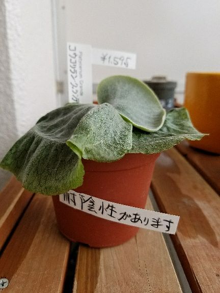 コウモリラン グランデを植え替えたぞ デルオの多肉日記 楽天ブログ