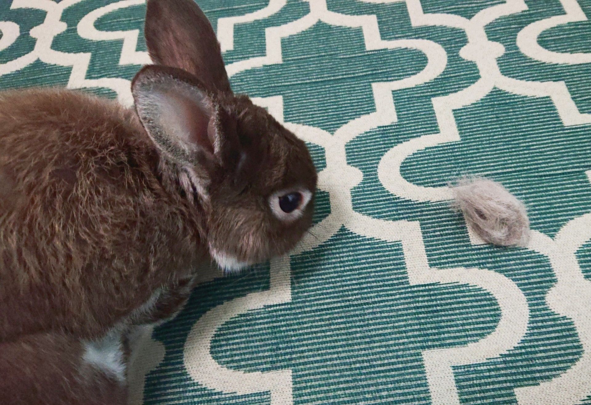 換毛期うさぎ うさぎのおもちと暮らす日々 楽天ブログ