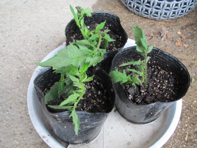 トマトの挿し芽（2016）