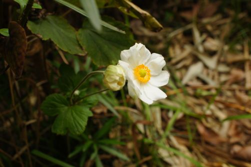 4_11_12gf06176 - コピー.jpg