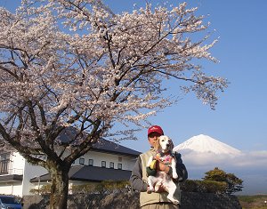 20120408富士山と桜