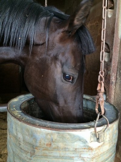 デルママツタロウ