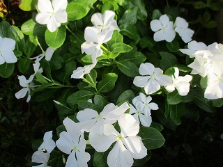 IMG_8705ss.jpg