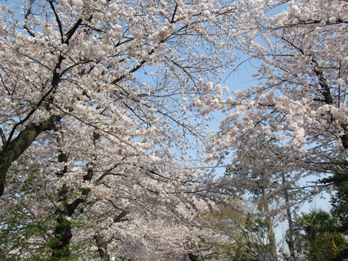 池上本門寺 ＆ 池上本門寺周辺にて