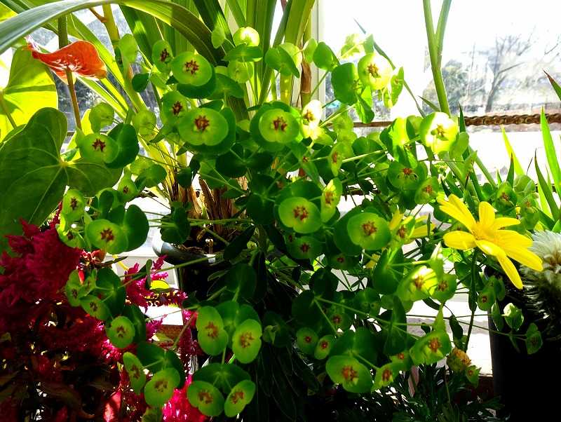 2月26日 池田市緑化センター植物園の温室で出会った花 Gazengamaのブログ 散歩中に出合った花と趣味の陶芸作品 楽天ブログ