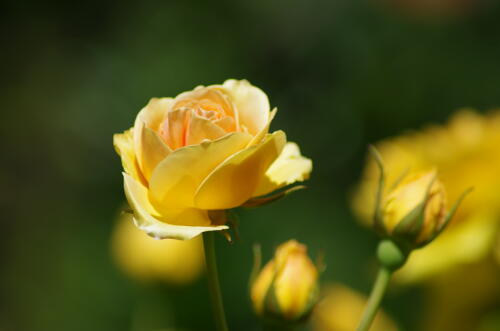 谷津バラ園のバラの花