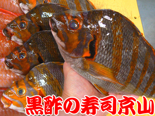 江東区　寿司　出前　海辺.jpg