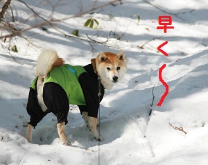 hayaku