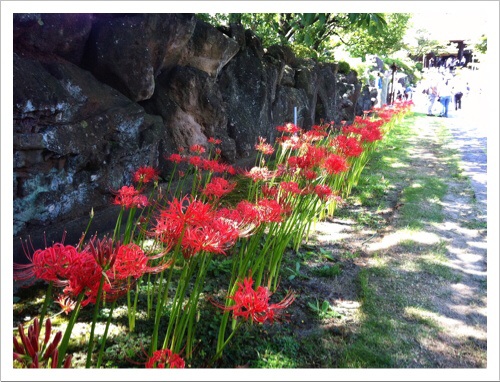 西方寺の彼岸花・赤