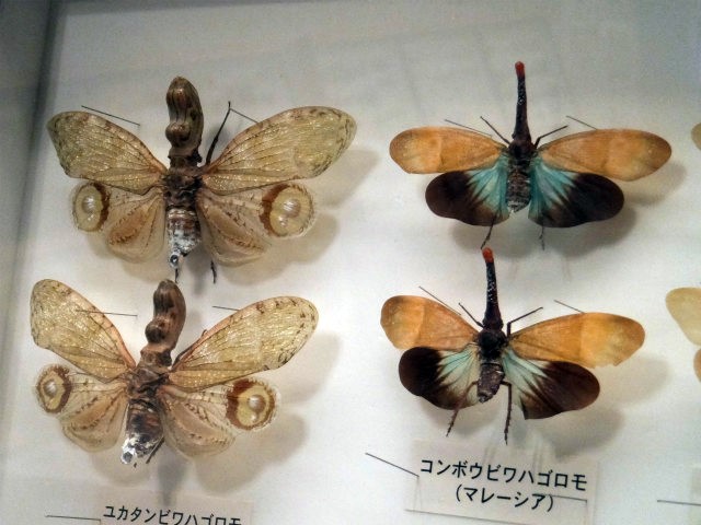 sDSCF0221.jpg