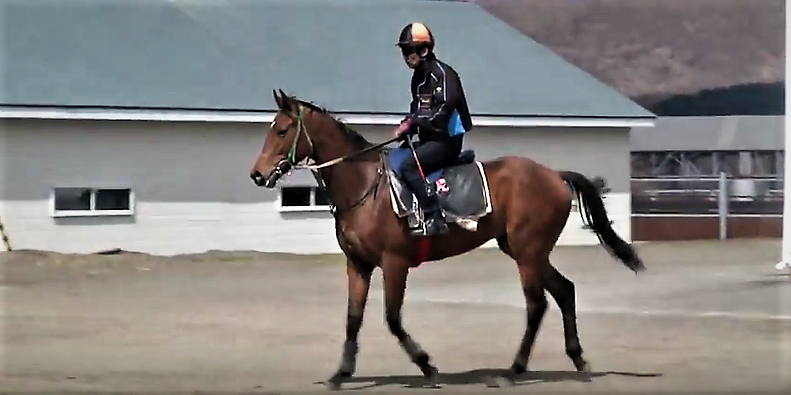 カッコいい馬だね 彡 ミノルロドリゴの一口馬主ブログ 楽天ブログ