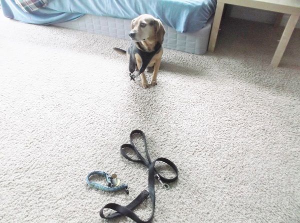 犬との暮らし 韓国豆乳野菜ラーメン 南瓜サラダ 結婚25年アメリカ人夫婦の会話 晩ご飯日記 楽天ブログ