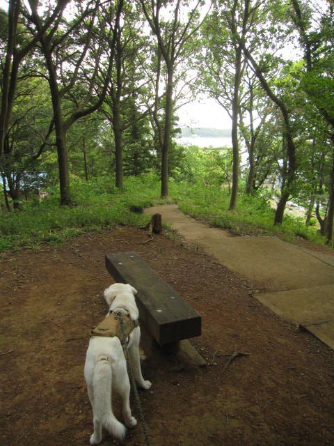 五本松公園 ペット クリアランス