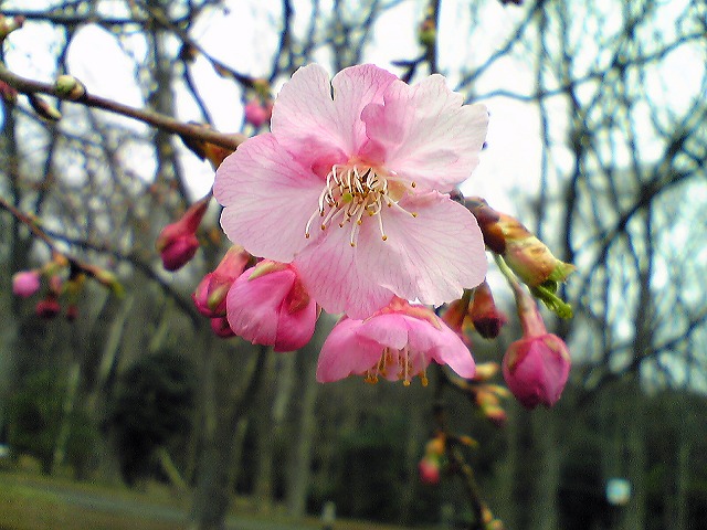 寒桜0307-2