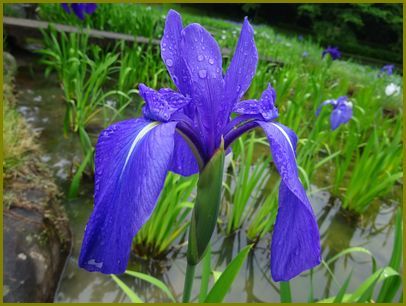 令和２年５月９日 杜若和服の美人我思ふ 花の歳時記 天南星の魅力 山野草 楽天ブログ