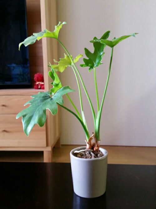 rblog-20160429162438-01.jpg