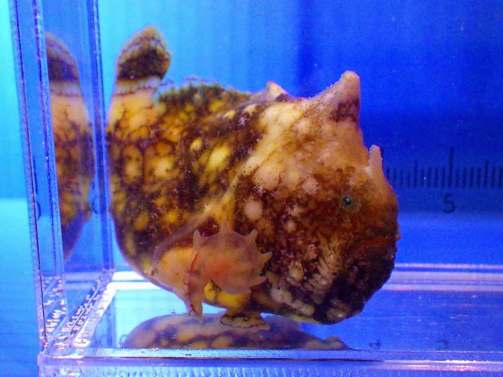 カエルアンコウモドキ（Antennarius tuberosus）2　串本採集2026年6月