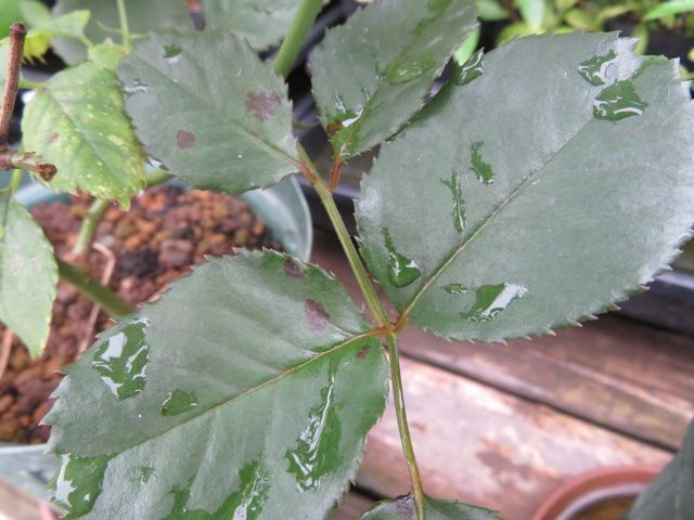 長雨の後のバラの葉の黄変と黒点 ステンドグラスの台風対策ｄｉｙ ばぁばの薔薇の花園 楽天ブログ