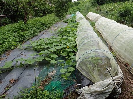 ダイコン菜収穫 葉山野菜栽培記 9月中旬 暇人主婦の家庭菜園 楽天ブログ