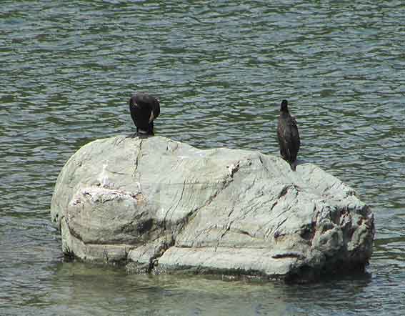 吉野川の鳥-2♪