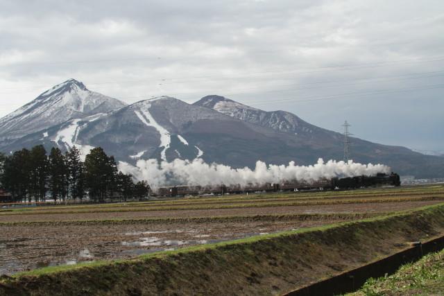 D51 498 桜 & 磐梯山5