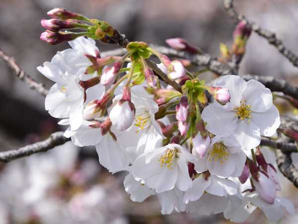 深谷市・唐沢川沿いの桜2021 | 見栄子の熊谷らいふ♪ - 楽天ブログ