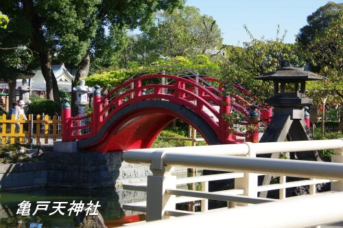 亀戸天神社 菊まつり