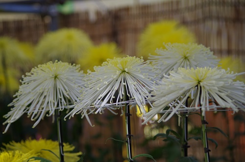 東京都観光菊花大会