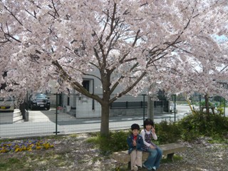 桜の下で