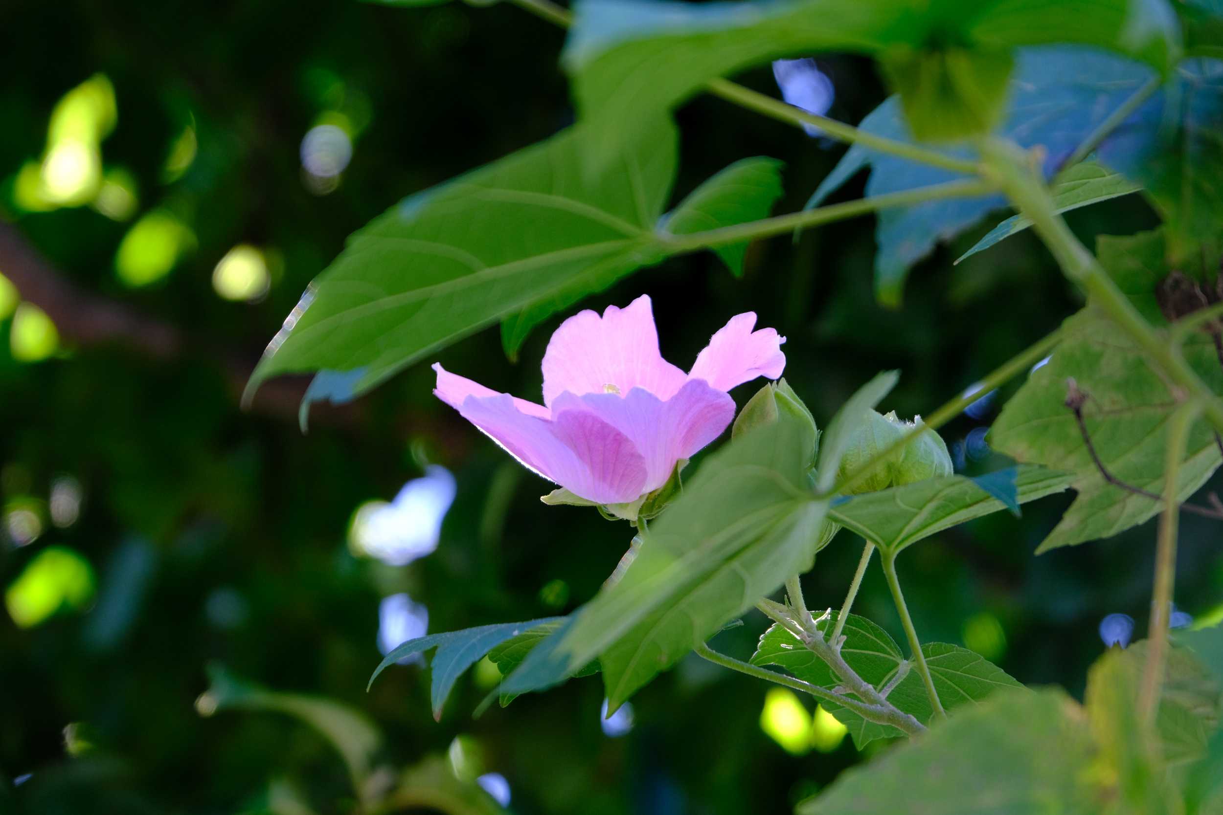 芙蓉の花 ムクゲも 南風のメッセージ 楽天ブログ