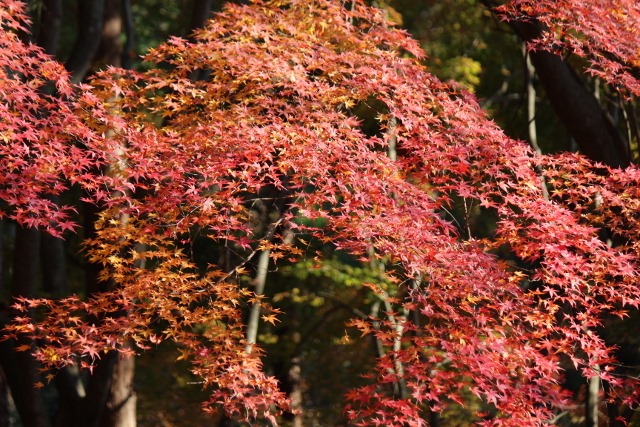 いこいの森の紅葉1.jpg