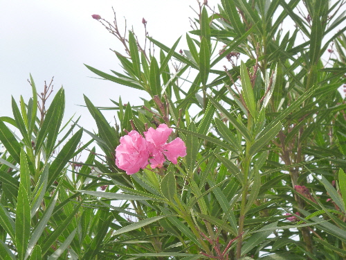 P1110607(1).JPG