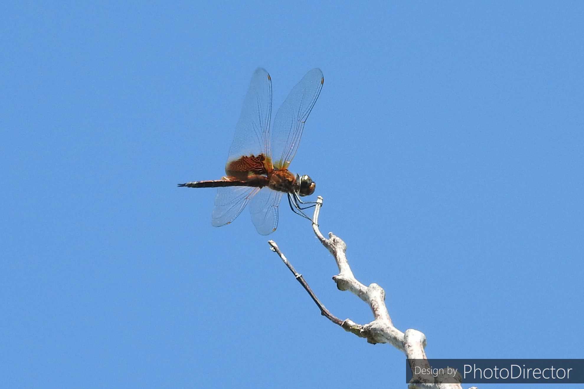 2ページ目の カテゴリ未分類 ねこログ 楽天ブログ