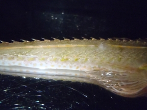 ソコハリゴチ（Hoplichthys gilberti）3