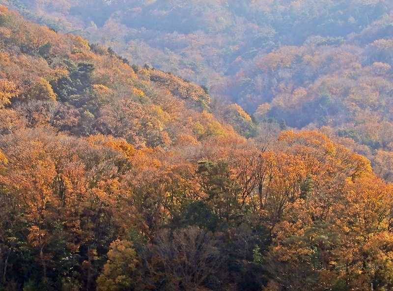 山の紅葉12月