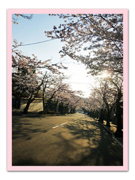 散歩道の桜２