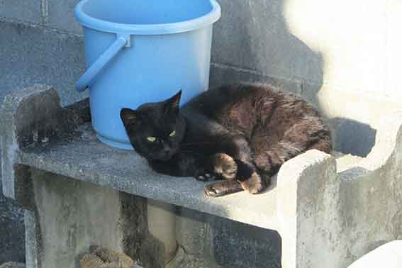 我が家のニャンコ♪2016/1/17-02