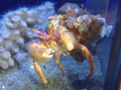 和歌山県立自然博物館2013年9月上旬8　ヒノマルヒメヨコバサミ（Paguristes gonagrus）