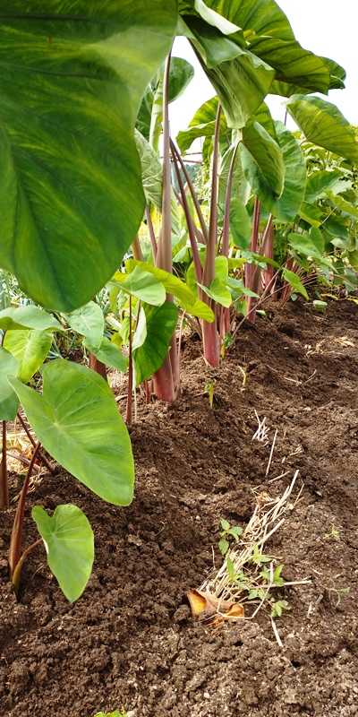 里芋 海老芋 の葉かきと追肥と土寄せ 青パパイヤと家庭菜園日記 楽天ブログ