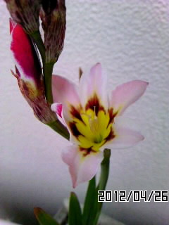 スパラキシス１２．４．２６