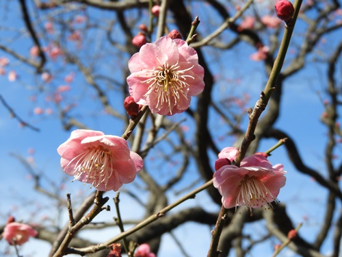 池上梅園にて