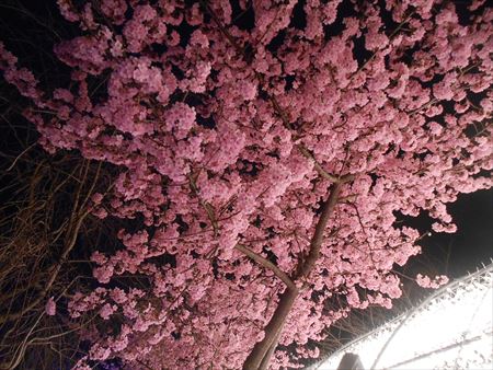 なばなの里の河津桜