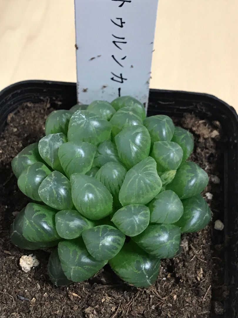 ウチのハオルチア りんすいのブログ 楽天ブログ