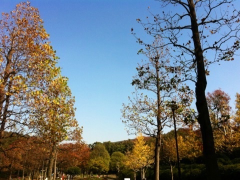 久良岐公園の紅葉